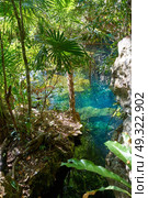 Cenote in Riviera Maya of Mayan Mexico sinkhole exposing groundwater. Стоковое фото, агентство Ingram Publishing / Фотобанк Лори