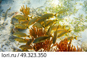 Mesoamerican barrier Great Mayan Reef grunt fishes in Riviera Maya Mexico. Стоковое фото, агентство Ingram Publishing / Фотобанк Лори