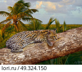 Ocelote Leopardus pardalis Ocelot cat in central america Jungle photomount. Стоковое фото, агентство Ingram Publishing / Фотобанк Лори