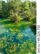Cenote in Riviera Maya of Mayan Mexico sinkhole exposing groundwater. Стоковое фото, агентство Ingram Publishing / Фотобанк Лори