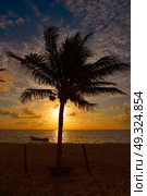 Caribbean sunrise palm trees in Riviera Maya Mayan Mexico. Стоковое фото, агентство Ingram Publishing / Фотобанк Лори