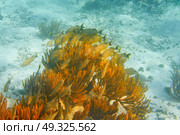 Mesoamerican barrier Great Mayan Reef grunt fishes in Riviera Maya Mexico. Стоковое фото, агентство Ingram Publishing / Фотобанк Лори