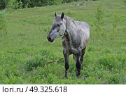 Серая лошадь. Стоковое фото, фотограф Лариса Вишневская / Фотобанк Лори