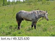 Пасущаяся лошадь. Стоковое фото, фотограф Лариса Вишневская / Фотобанк Лори