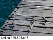 Sandpiper birds in a Caribbean pier in mexico. Стоковое фото, агентство Ingram Publishing / Фотобанк Лори