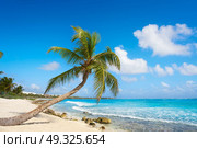 Akumal coconut palm tree beach in Riviera Maya of Mayan Mexico. Стоковое фото, агентство Ingram Publishing / Фотобанк Лори