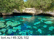 Cenote in Riviera Maya of Mayan Mexico sinkhole exposing groundwater. Стоковое фото, агентство Ingram Publishing / Фотобанк Лори