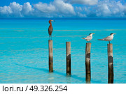 Royal Caspian terns and Reddish Egret heron birds in Caribbean sea. Стоковое фото, агентство Ingram Publishing / Фотобанк Лори