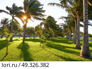 Cancun Mexico Kukulcan boulevard palm trees at Hotel Zone in Mexico. Стоковое фото, агентство Ingram Publishing / Фотобанк Лори