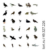 Set of black and white silhouettes of birds: dove, duck, gull, peacock and hummingbird. Vector illustration. EPS10. Set black and white silhouettes of birds: dove, duck, gull. Стоковая иллюстрация, агентство Ingram Publishing / Фотобанк Лори