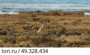 A wild bird hunts on a reef at low tide on the coast of Thailand in sunny weather, waves in the background. Стоковое видео, видеограф Vladimir Drozdin / Фотобанк Лори