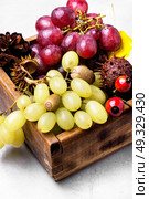 Autumn still life with grapes.. Autumn grapes in a wooden box with autumnal attributes. Стоковое фото, агентство Ingram Publishing / Фотобанк Лори