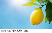 Lemon garden with friuts. Стоковое AI-изображение, AI-художник Anastasy Yarmolovich / Фотобанк Лори