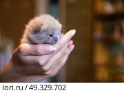 Fawn-coloured British kitten in men’s hand, little kitten. New born kitten on woman’s palm. Стоковое фото, агентство Ingram Publishing / Фотобанк Лори