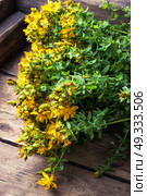 bouquet blooming medicinal herb. tutsan medicinal useful wild plant on a wooden background. Стоковое фото, агентство Ingram Publishing / Фотобанк Лори