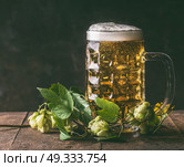 Mug of beer hops on dark rustic background,front view, copy space. German style. Стоковое фото, агентство Ingram Publishing / Фотобанк Лори