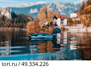 Lake Bled in the Alpine mountains in autumn under blue sky. Стоковое фото, агентство Ingram Publishing / Фотобанк Лори