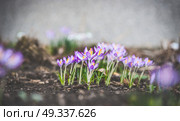 First crocuses in spring garden, outdoor nature. Стоковое фото, агентство Ingram Publishing / Фотобанк Лори