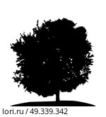 Black and White Silhouette of Deciduous Tree, whose branches develop in the wind. Vector Illustration. EPS10. Black and White Silhouette of Deciduous Tree, whose branches dev. Стоковая иллюстрация, агентство Ingram Publishing / Фотобанк Лори