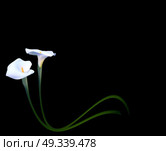 Abstract Floral Background with Calla Flower. Vector Illustration EPS10. Abstract Floral Background with Calla Flower. Vector Illustratio. Стоковая иллюстрация, агентство Ingram Publishing / Фотобанк Лори