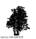 Black and White Silhouette of Deciduous Tree, whose branches develop in the wind. Vector Illustration. EPS10. Black and White Silhouette of Deciduous Tree, whose branches dev. Стоковая иллюстрация, агентство Ingram Publishing / Фотобанк Лори