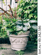 Various ornamental green plants in flower pot with hosta and red ornamental grass on balcony. Стоковое фото, агентство Ingram Publishing / Фотобанк Лори