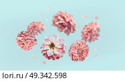 Beautiful  flying pastel pink flowers and petals at light blue background, creative floral layout, horizontal. Стоковое фото, агентство Ingram Publishing / Фотобанк Лори