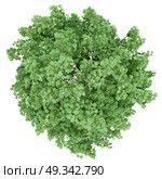 top view of tulip tree isolated on white background. 3d illustration. Стоковое фото, агентство Ingram Publishing / Фотобанк Лори