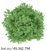 top view of tulip tree isolated on white background. 3d illustration. Стоковое фото, агентство Ingram Publishing / Фотобанк Лори