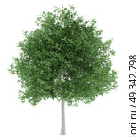 tulip tree isolated on white background. 3d illustration. Стоковое фото, агентство Ingram Publishing / Фотобанк Лори