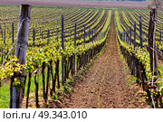 Rows of Vineyard Grape Vines. Spring landscape with green vineyards. Grape vineyards of South Moravia in Czech Republic. Стоковое фото, агентство Ingram Publishing / Фотобанк Лори