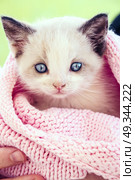 Young siamese kitty . Стоковое фото, агентство Ingram Publishing / Фотобанк Лори