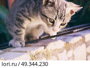 Little alley kitty . Стоковое фото, агентство Ingram Publishing / Фотобанк Лори
