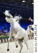 rearing arabian show. inside. Стоковое фото, агентство Ingram Publishing / Фотобанк Лори