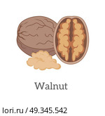 Walnut vector in flat style design. Traditional snack, diet product, culinary ingredient, source of vitamins, elements, fatty acids and oil. Isolated on white background.. Walnut Vector Illustration in Flat Style Design  . Стоковая иллюстрация, агентство Ingram Publishing / Фотобанк Лори