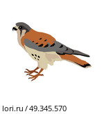 American Kestrel Flat Design Vector Illustration. American kestrel vector. Predatory birds wildlife concept in flat style design. American fauna illustration for prints, posters, childrens books illustrating. Beautiful falcon bird seating isolated on white. Стоковая иллюстрация, агентство Ingram Publishing / Фотобанк Лори
