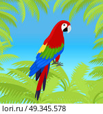 Ara Parrot Flat Design Vector Illustration. Ara parrot vector frame. Birds of Amazonian forests in flat design illustration. Fauna of South America. Beautiful Ara parrots for icons, posters, childrens books illustrating. Isolated on white. Стоковая иллюстрация, агентство Ingram Publishing / Фотобанк Лори