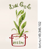 Creative layout with painted cooking pot and fresh green wild garlic leaves on white background.  Healthy seasonal food, recipes and eating concept. Стоковое фото, агентство Ingram Publishing / Фотобанк Лори