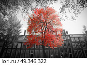 Amsterdam. black and white photo with elements of red. Стоковое фото, агентство Ingram Publishing / Фотобанк Лори