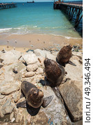 feeding the pelicans and sea lions in the UNESCO World Heritage port city of Valparaiso in Chile. Стоковое фото, агентство Ingram Publishing / Фотобанк Лори