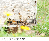 Bees flying at  hive entrance. close up. Стоковое фото, агентство Ingram Publishing / Фотобанк Лори