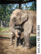 elephants in Chitwan. In the jungles of Nepal. Стоковое фото, агентство Ingram Publishing / Фотобанк Лори