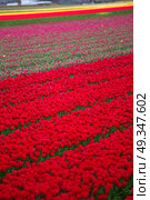 pink, red and orange tulip field in North Holland during spring. pink, red and orange tulip field in North Holland . Стоковое фото, агентство Ingram Publishing / Фотобанк Лори