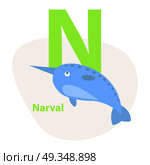 Zoo ABC Letter with Cute Narwhal Cartoon Vector. Children ABC with cute animal cartoon vector. English letter N with funny narwhal flat illustration isolated on white background. Zoo alphabet with water mammal for preschool education, kids books. Zoo ABC Letter with Cute Narwhal Cartoon Vector. Стоковая иллюстрация, агентство Ingram Publishing / Фотобанк Лори