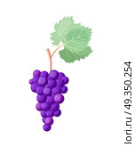 Wine Grapes Icon Vector Illustration on White. Closeup of wine grapes icon with ripe and very tasty juicy berries of purple color and big green leaf vector illustration isolated on white. Стоковая иллюстрация, агентство Ingram Publishing / Фотобанк Лори