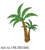 Palm Tree Isolated on White Background. Arecaceae. Palm tree isolated on white background. Arecaceae. Restricted to tropical, subtropical, and warm temperate climates. For posters, banners. Part of series of travelling around the world. Vector. Стоковая иллюстрация, агентство Ingram Publishing / Фотобанк Лори