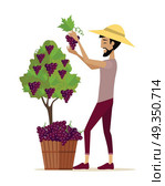 Man Picking Grape During Wine Harvest. Man picking grape during wine harvest. Harvesting icon. Smiling vintner harvesting a bunch of red grapes in vineyard. Isolated object in flat design on white background. Vector illustration. Стоковая иллюстрация, агентство Ingram Publishing / Фотобанк Лори
