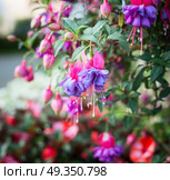 Close up of purple fuchsia flowers, outdoor nature. Стоковое фото, агентство Ingram Publishing / Фотобанк Лори