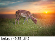Group rutting red deer on the Veluwe, Netherlands. Group rutting red deer. Стоковое фото, агентство Ingram Publishing / Фотобанк Лори