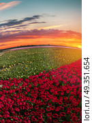 pink, red and orange tulip field in North Holland during spring. pink, red and orange tulip field in North Holland . Стоковое фото, агентство Ingram Publishing / Фотобанк Лори